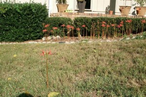 A Spider Lily in the Middle of the Yard