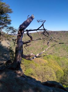 A tree that grew on a cliff