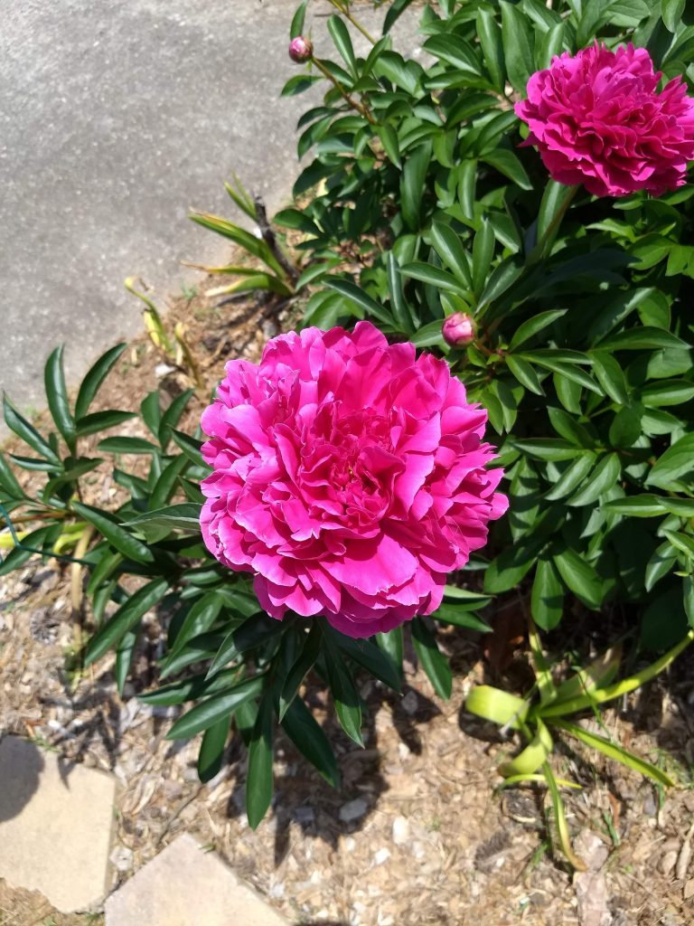 Picture of peonies