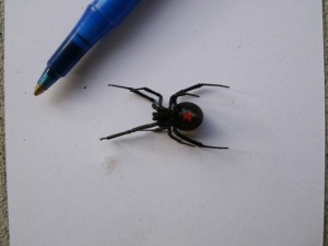 Black Widow Abdomen