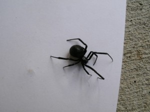 Black Widow Spider